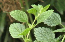 Lemon Balm